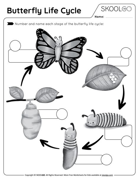 butterfly life cycle worksheet for kindergarten